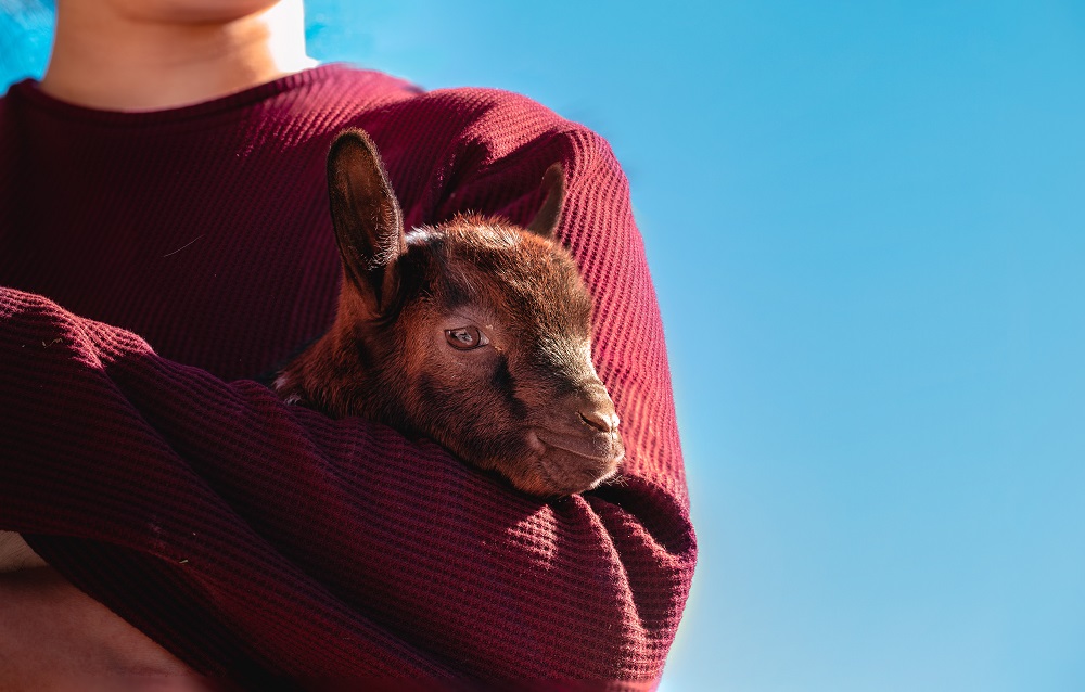 little goat in the guy’s arms