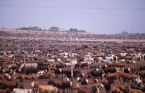 livestock-factory-farming
