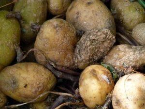 Moldy rooted potatoes
