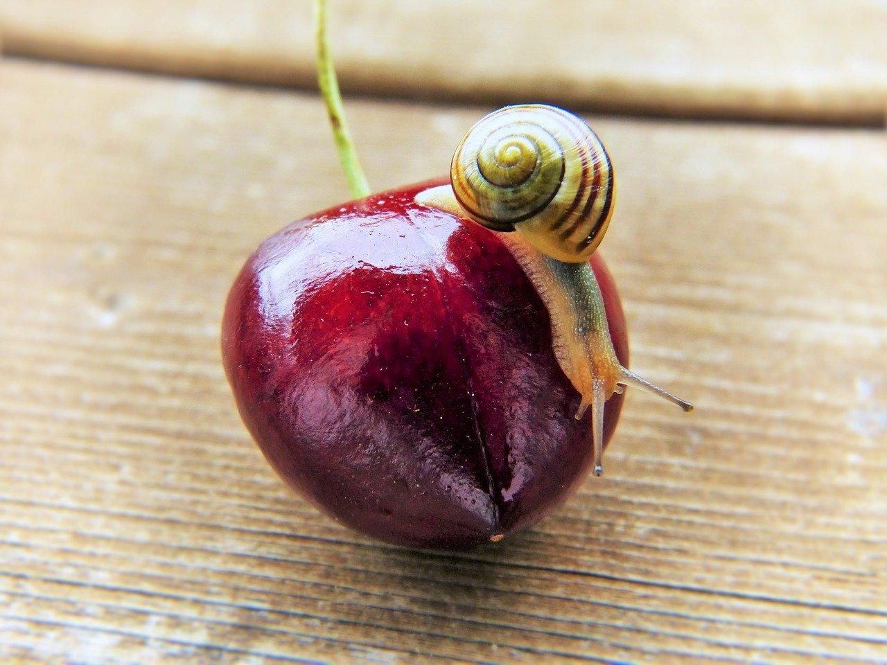 snail sits on a cherry