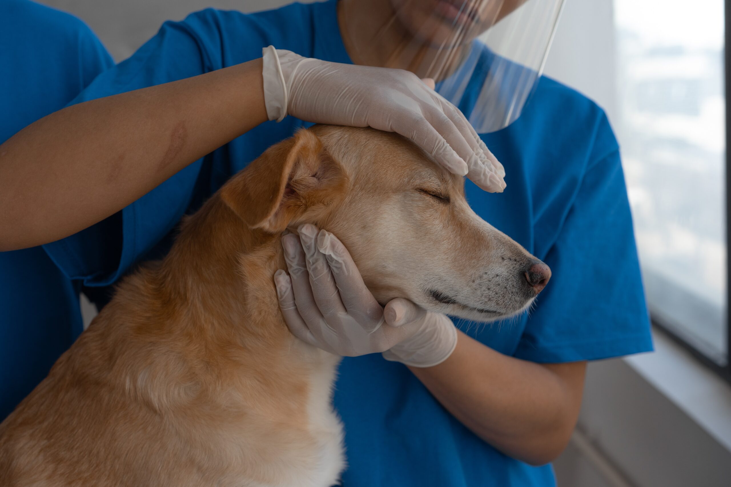 Dog getting prepped by a veterinarian under the employ of a pet charity