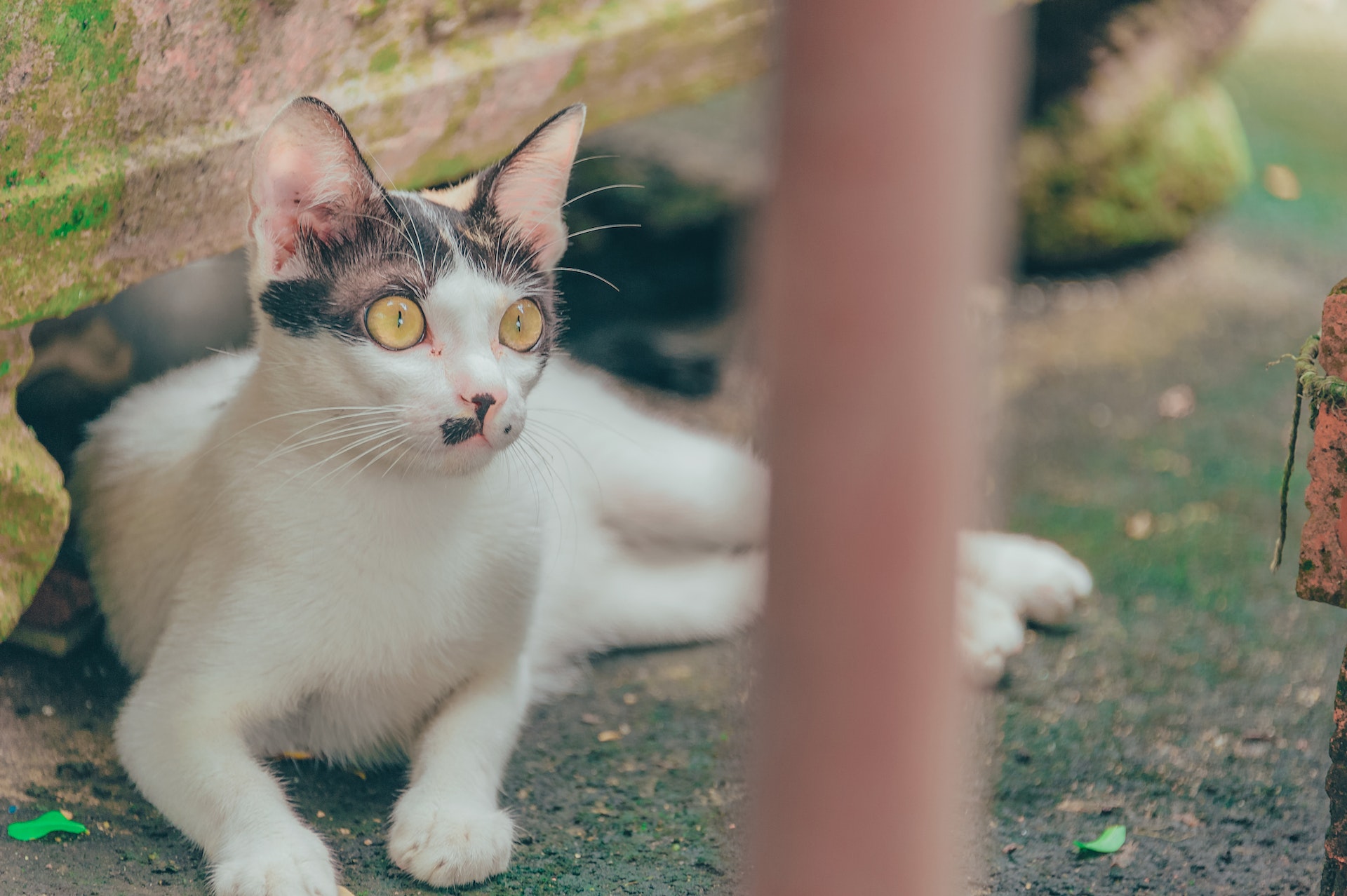 Yellow-eyed cat awaiting further rehabilitation by a pet charity 