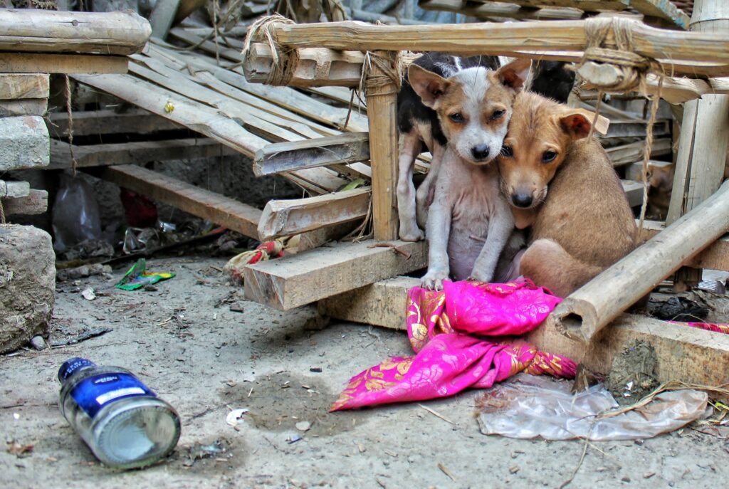 perros sin hogar