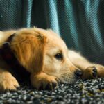 Top 41 Dog Charities to Know
