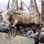 HI-cow-transport