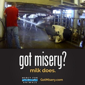 mfa-cowmisery