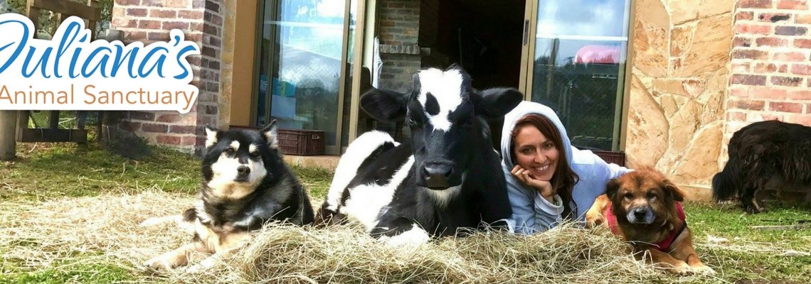 Doe para a causa animal Juliana's Animal Sanctuary