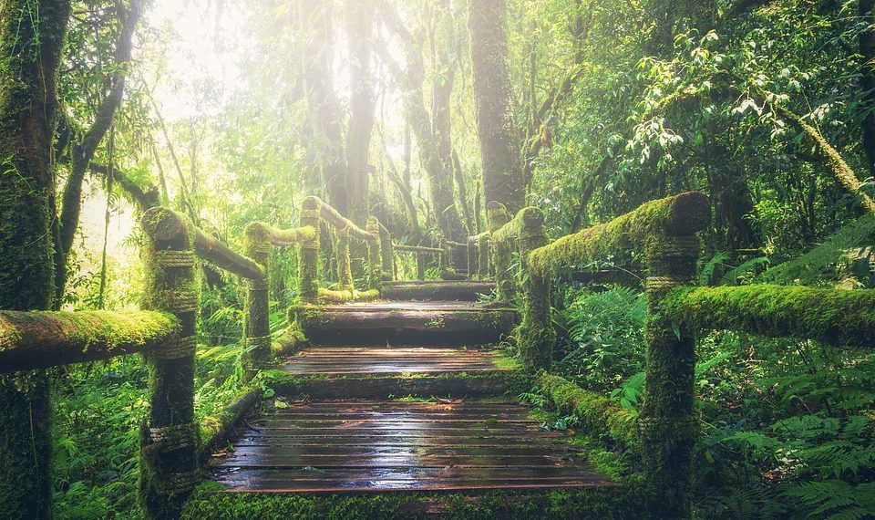 Wonderful forest
