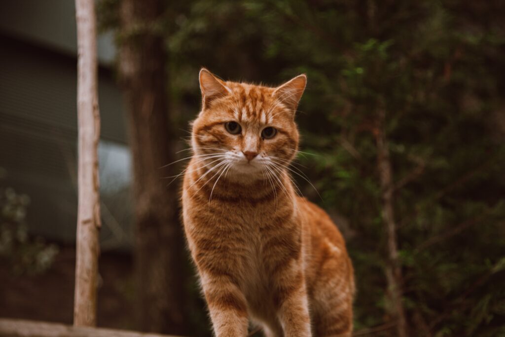 Image of an orange tabby cat saved and transformed by a pet charity