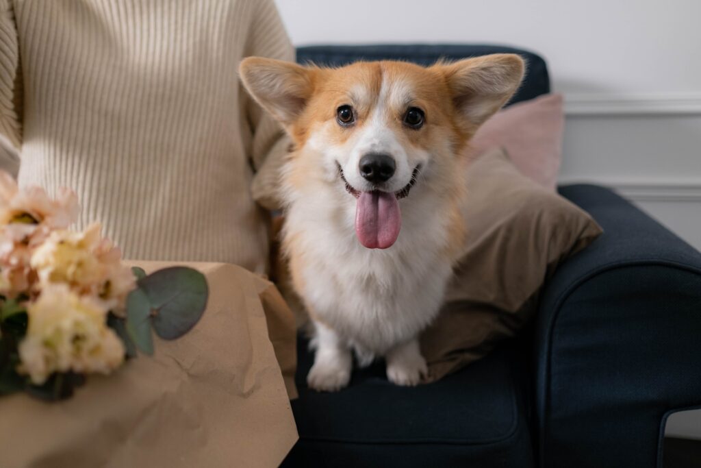 A Brown and White Corgi Sitting on the Couch
