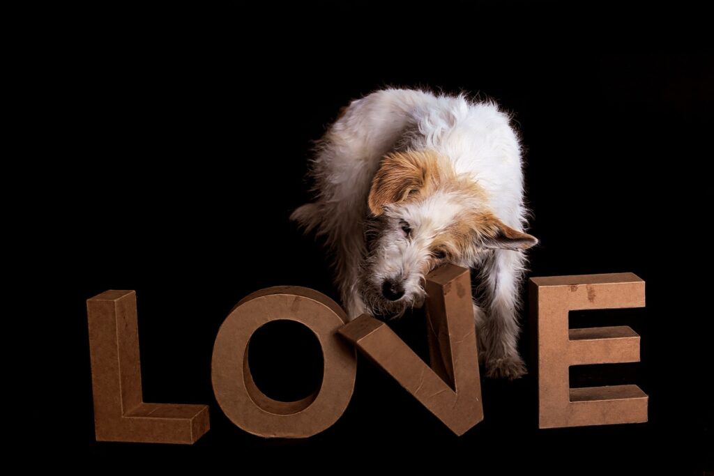 love sign and dog